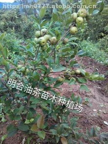 花香樹(shù)韻下的市場(chǎng)活力 探究欽州市那蒙鎮(zhèn)明合苗木種植場(chǎng)的成功創(chuàng)新