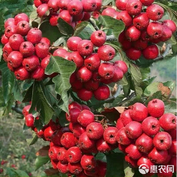 帶花帶果盆栽山楂 矮化南北方耐寒種植，甜紅子盆景養護全指南