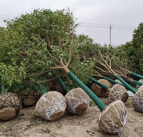 北方庭院適合種什么？十大耐寒苗木花卉排名及種植指南