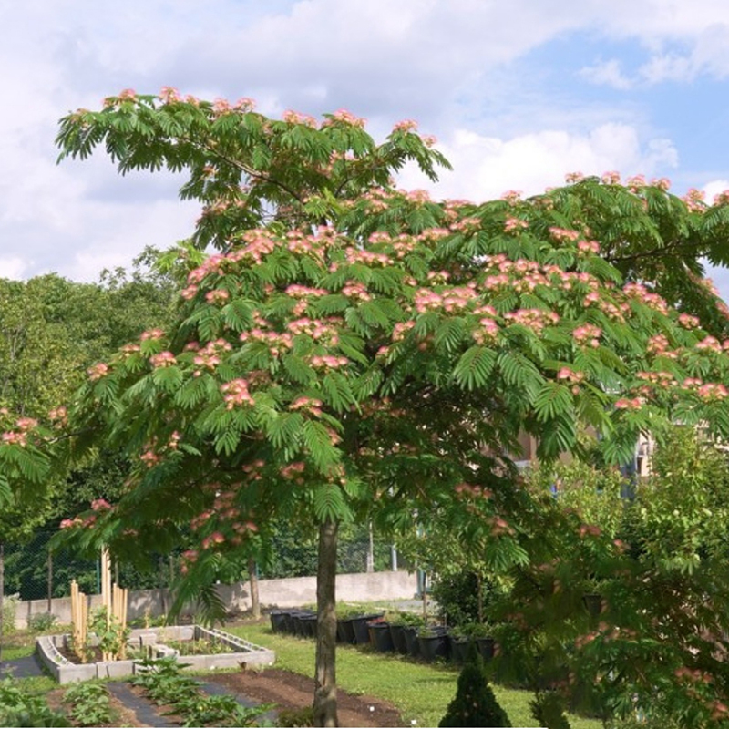 合歡、芙蓉與銀葉金合歡 庭院樹種的南北種植指南