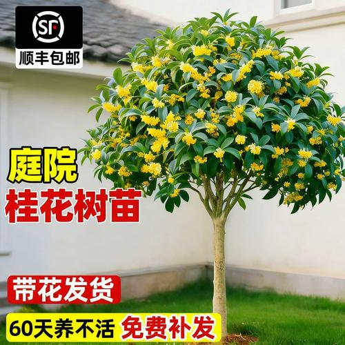 庭院桂香 從老樁到繁花的四季栽培指南