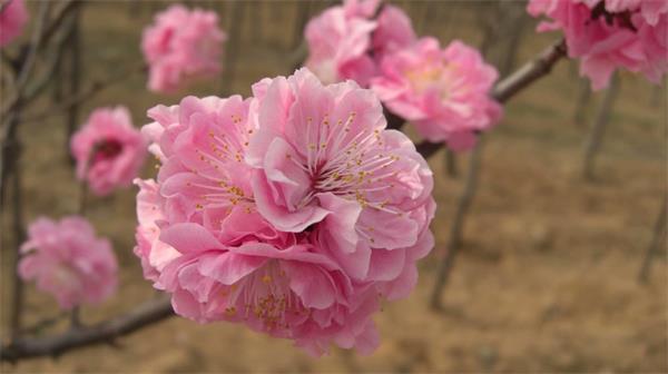 遼寧梅花樹岱下花卉梅花基地 北方寒地梅花樹種植與花卉樹木生產的引領者