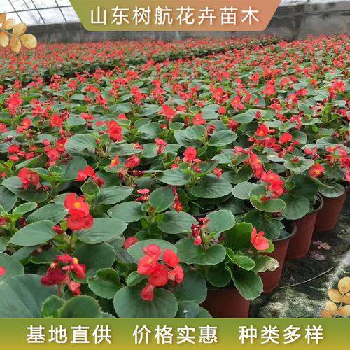 四季海棠基地種植指南 樹(shù)航花卉四季海棠小苗的培育與栽培