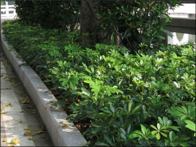 陽(yáng)光不足也能花開(kāi)滿園 這些耐陰花卉綠植讓你家角落生機(jī)勃勃