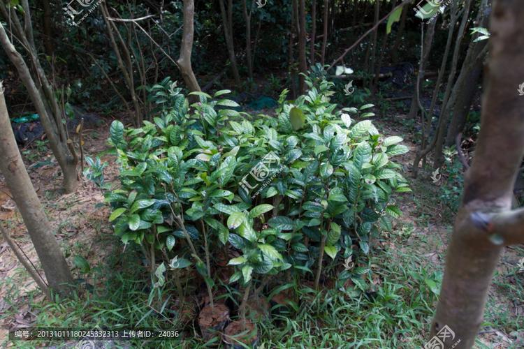 金花茶種植基地 防城港的金色傳奇與花卉樹(shù)木種植藝術(shù)